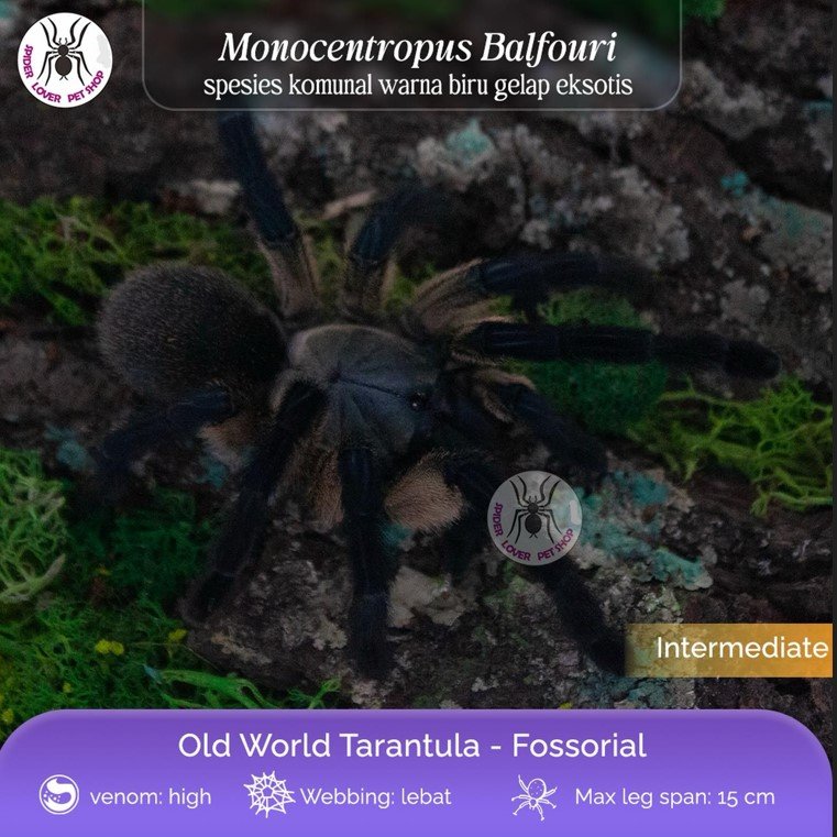 TARANTULA MONOCENTROPUS BALFOURI / SOCOTRA ISLAND BLUE BABOON - JUVIE FEMALE