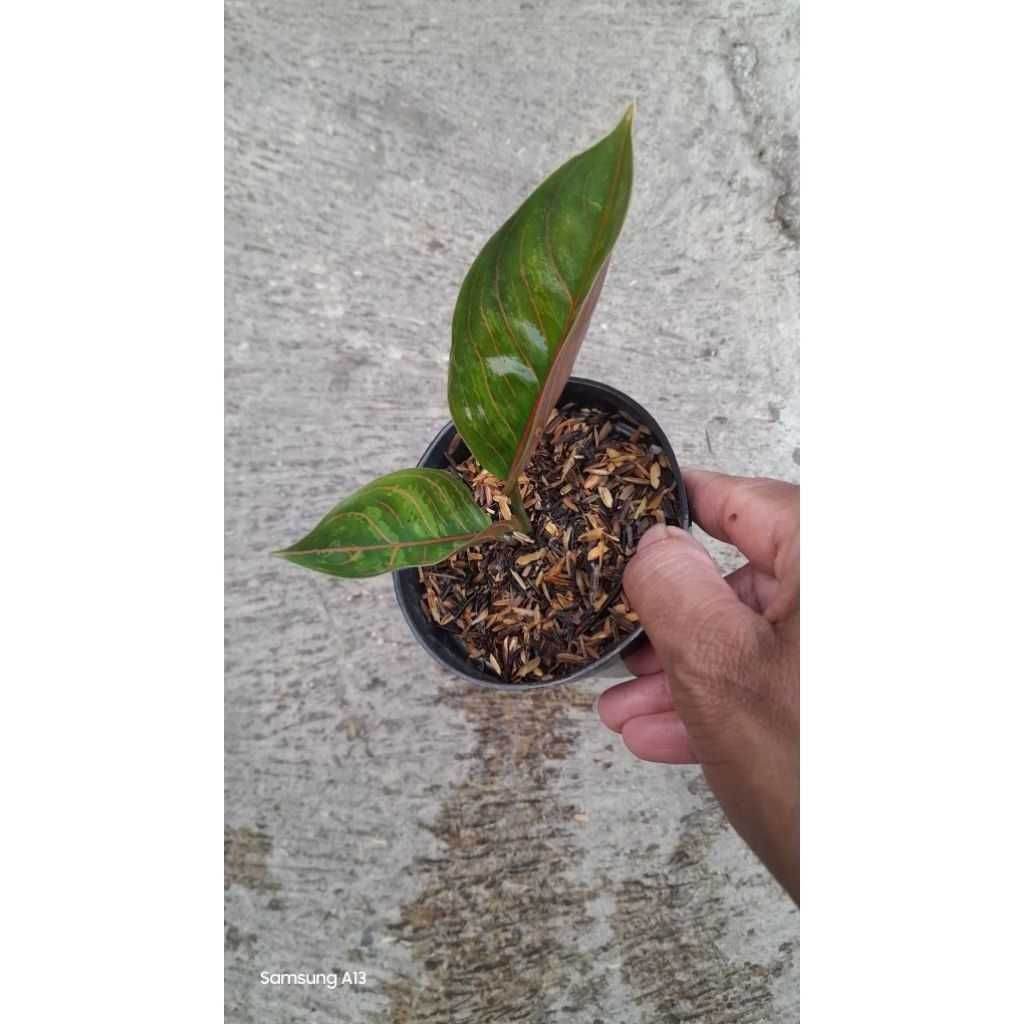 Aglonema Kresna Black (Size Baby) (2)