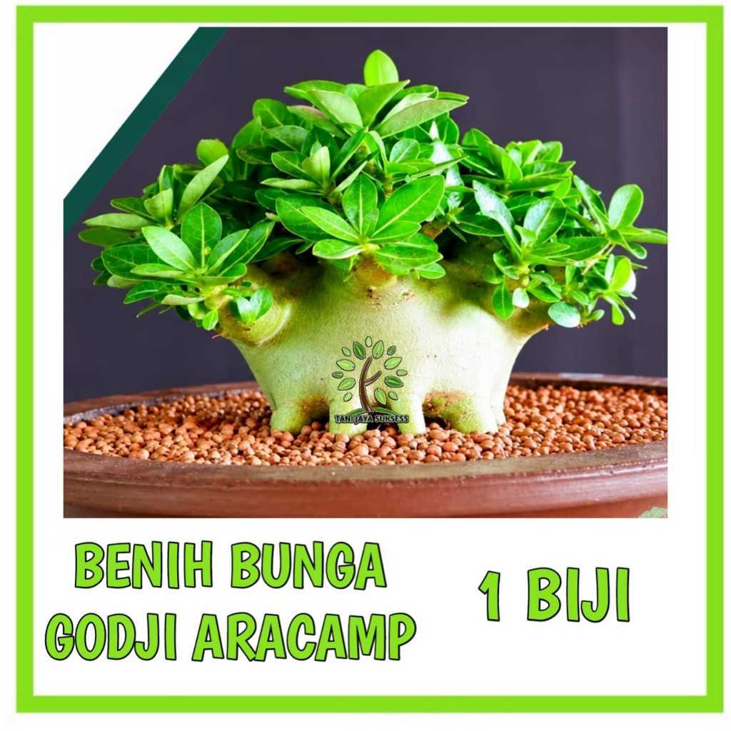 Benih Biji Adenium Arabikum Hibrid Godji Nomsod Series