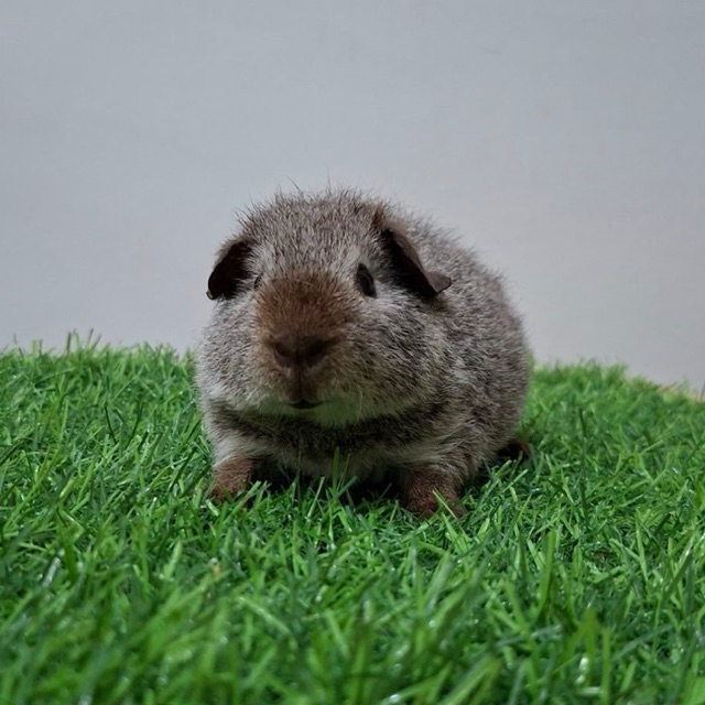 guineapig/marmut — teddy california dot choco