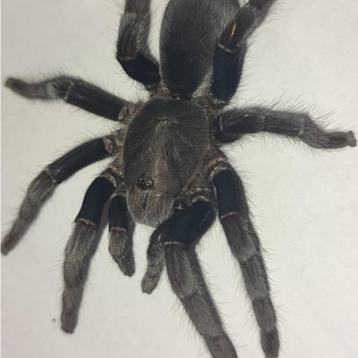tarantula jawaselenocosmia javanensis