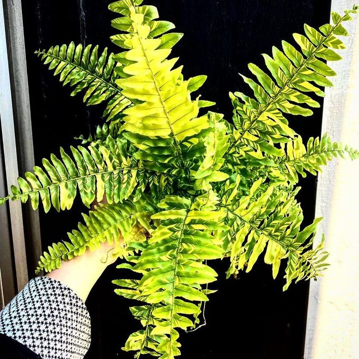 Pakis Varigata Pakis Boston Golden Tiger Fern Varigata Ukuran Kecil Sedang