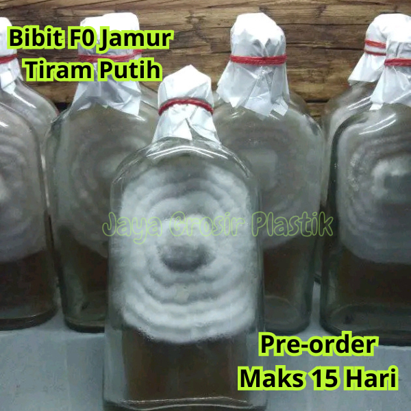 Bibit F0 Jamur Tiram Putih Coklat Indukan Bibit Jamur Budidaya Berkualitas