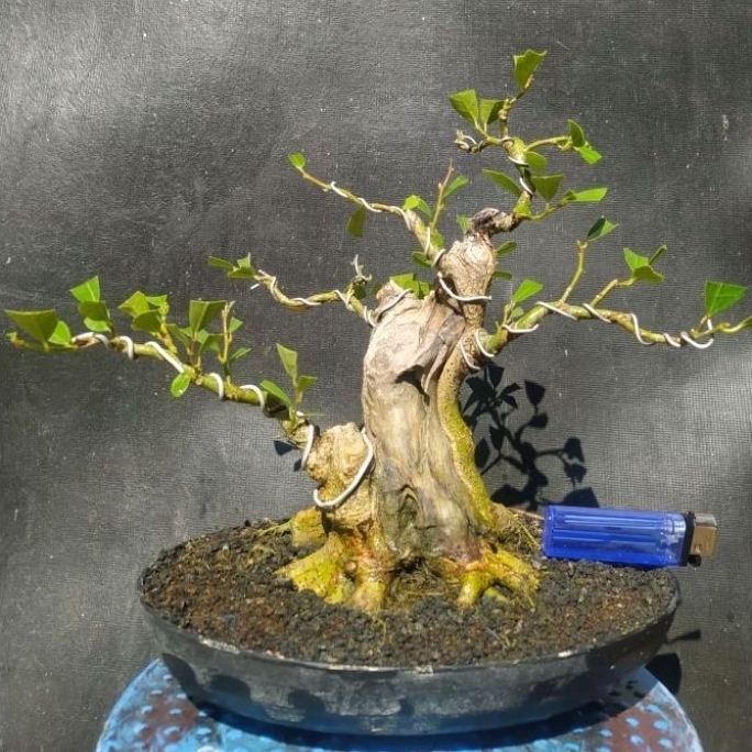 bonsai ficus amplas / ampelas putih program akar muter cakep realpict + potnya