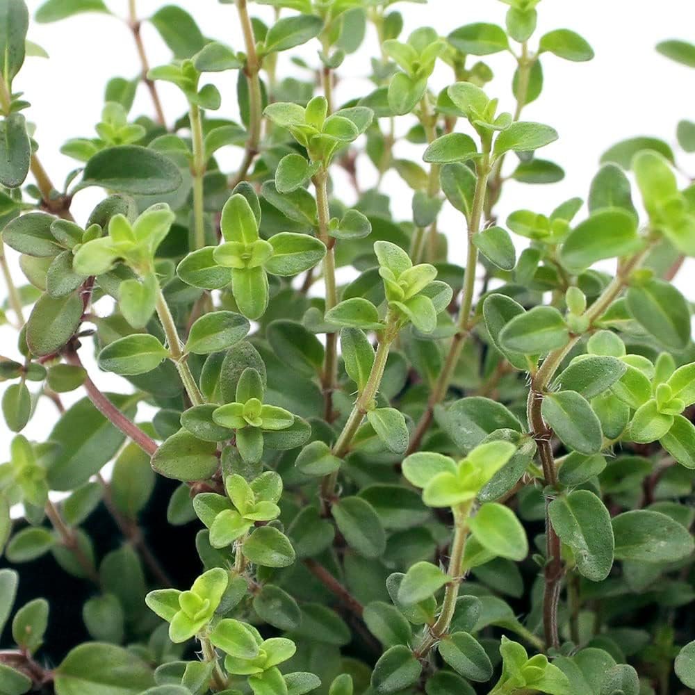 Daun Thyme segar per pack