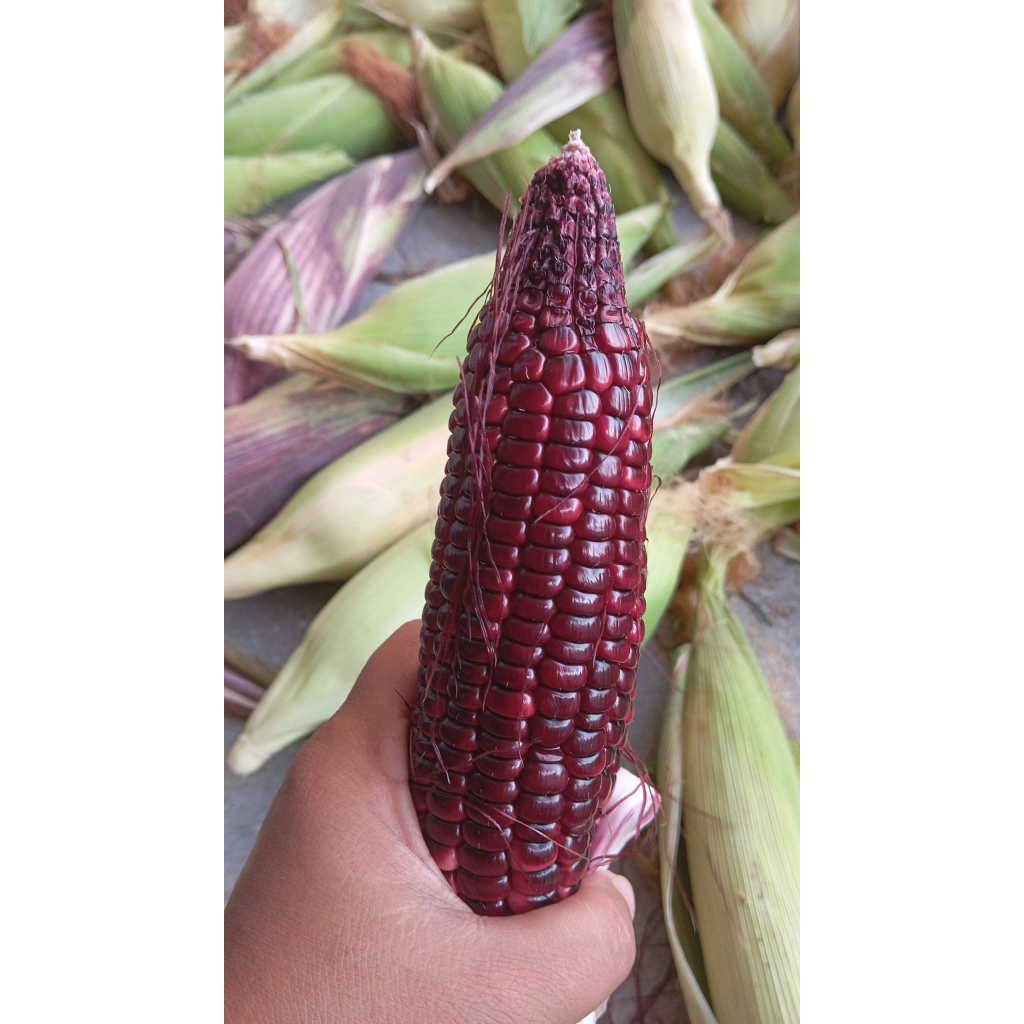 

Jagung Ketan Ungu Kulitan 1kg