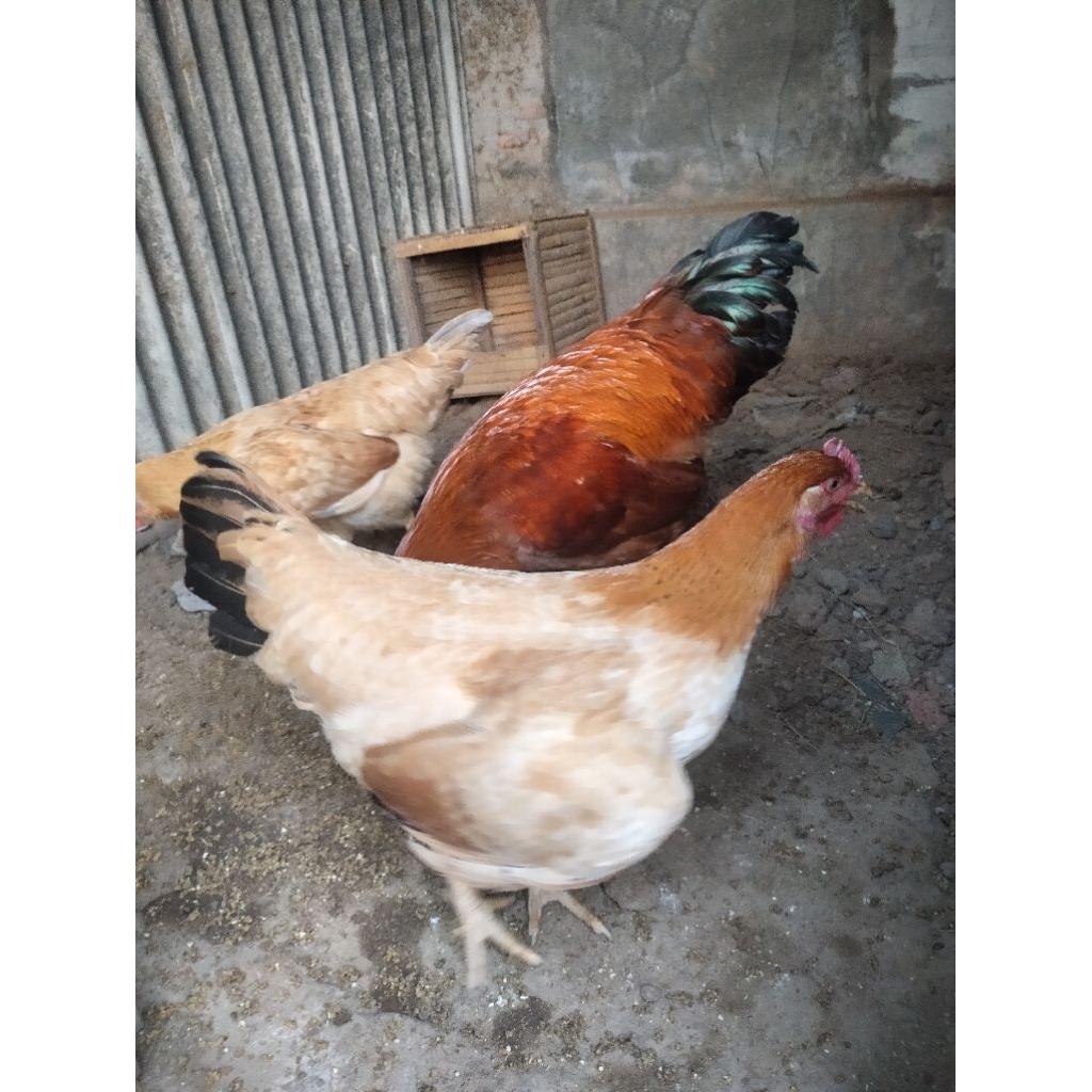 

Telur Fertil Ayam Merawang (ORI)