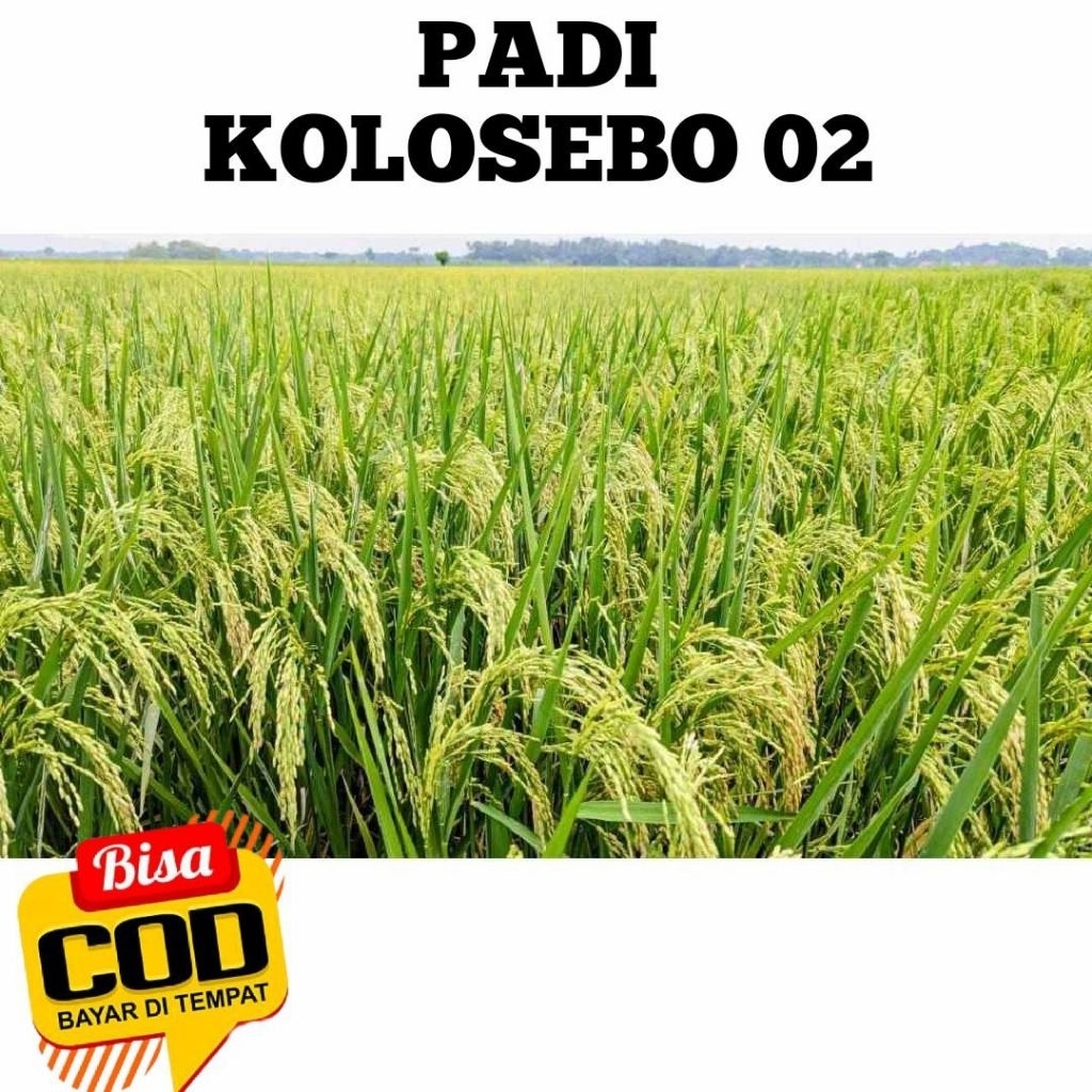 Benih padi kolosebo 02 kemasan 5kg original