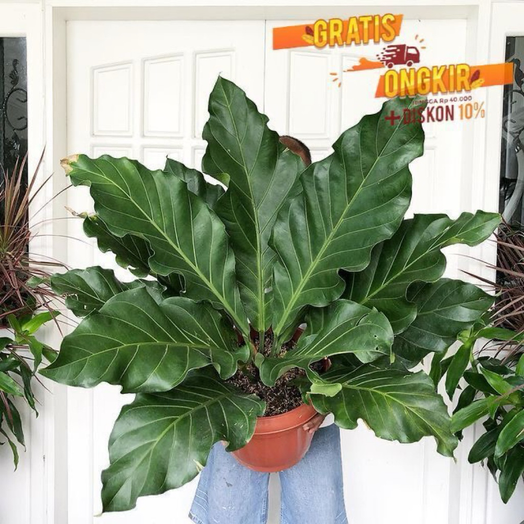 anthurium gelombang cinta / tanaman anthurium gelombang cinta / Bunga anthurim Hidup / Tanaman hias 