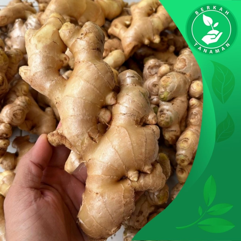 

Jahe Gajah 1kg Super Fresh Rimpang Sudah Bersih Dicuci