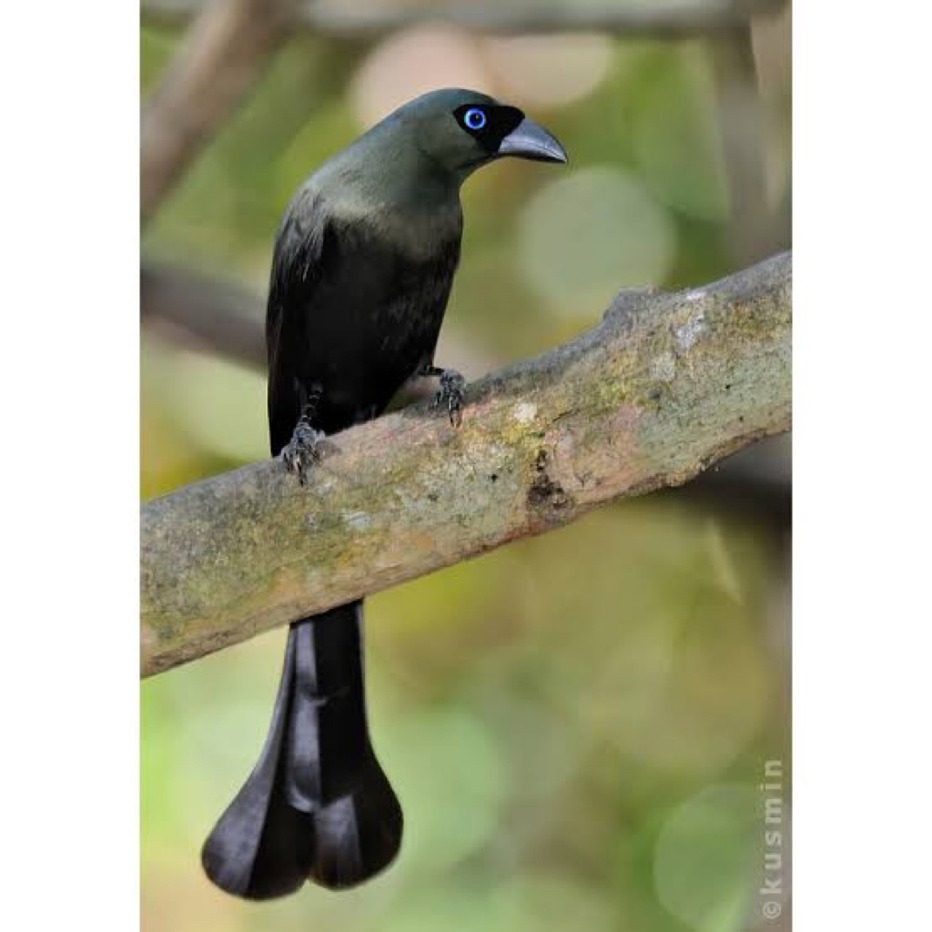 burung murai papua gacor