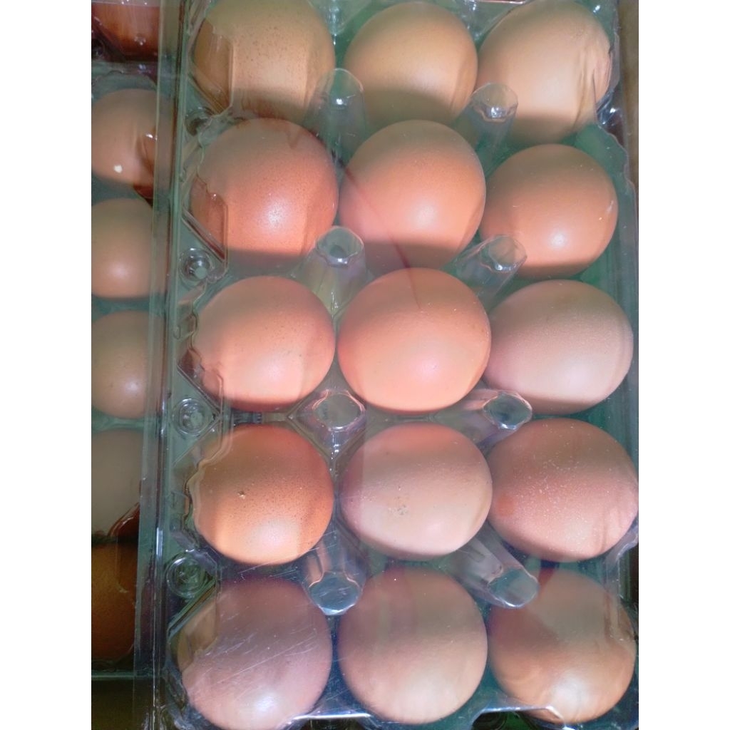 

TELUR AYAM NEGERI 15 BUTIR (KHUSUS INSTAN)