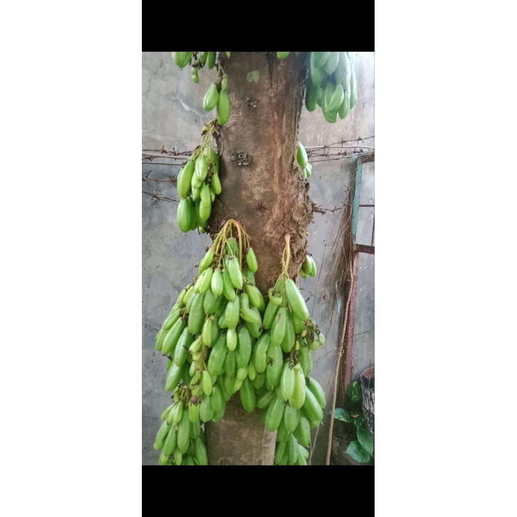 

Belimbing Wuluh Segar 200g