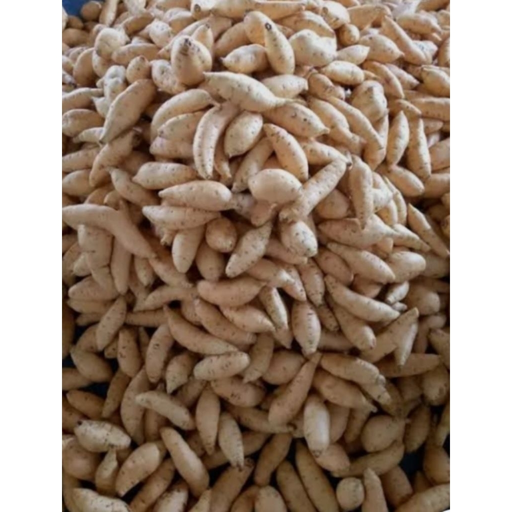 

ubi madu ubi cilembu ukuran kecil spek arben super 1kg murah