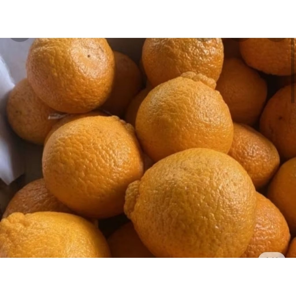 

Jeruk Dekopon australia 1kg