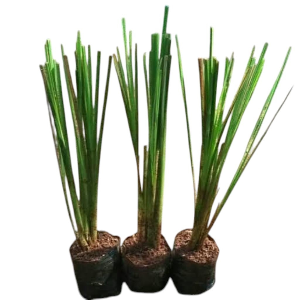 Bibit Tanaman Rumput Akar Wangi