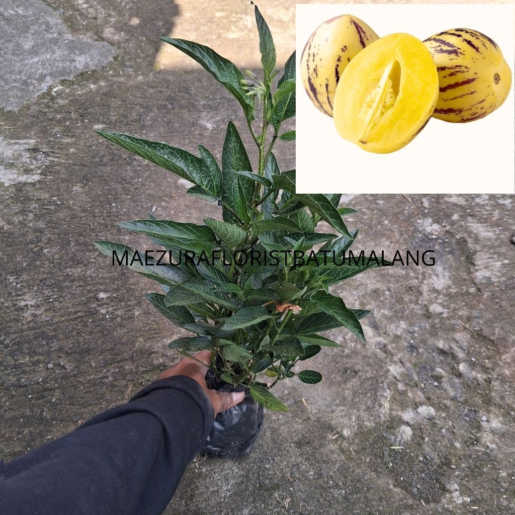 Tanaman bibit papino kuning melon