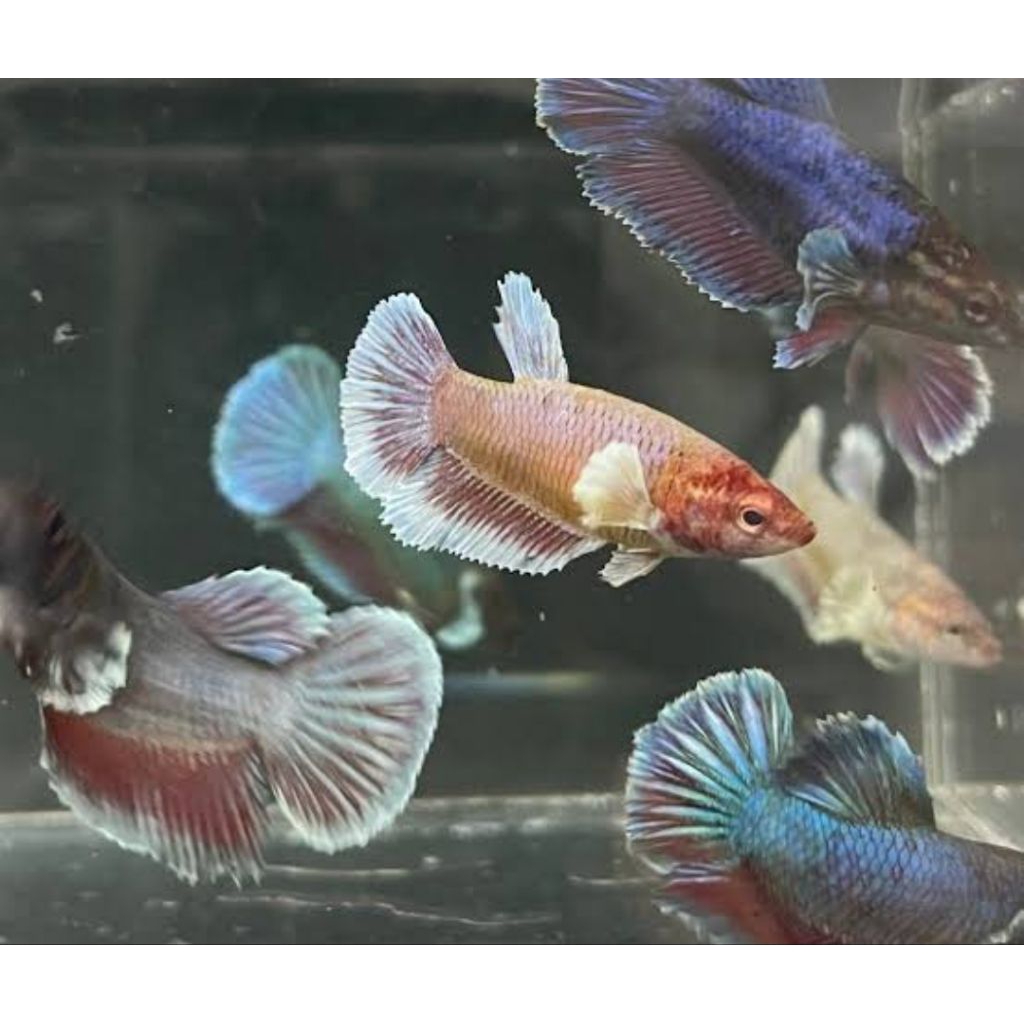 cupang dumbo ear (female)