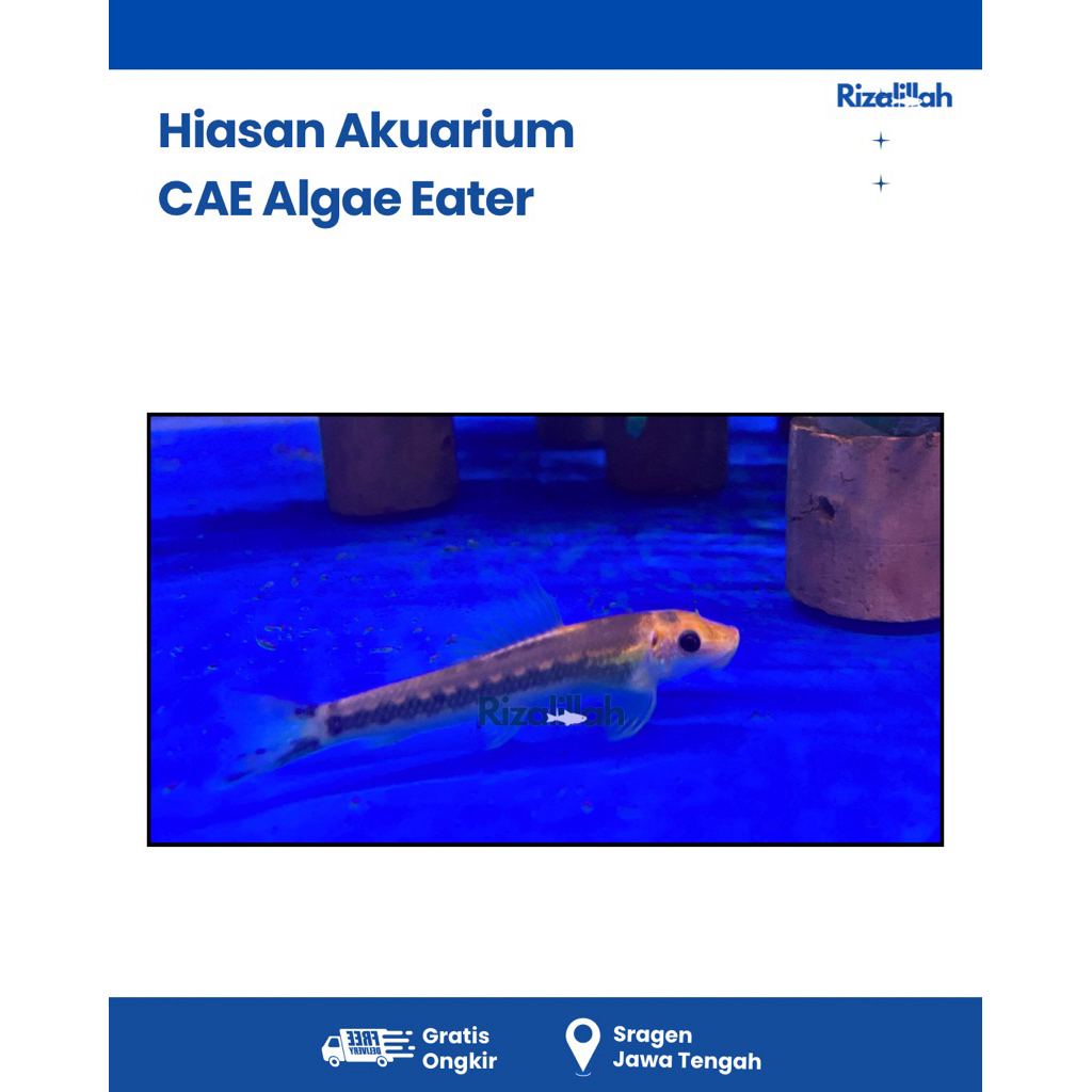 CAE Algae Eater Pemebersih Lumut