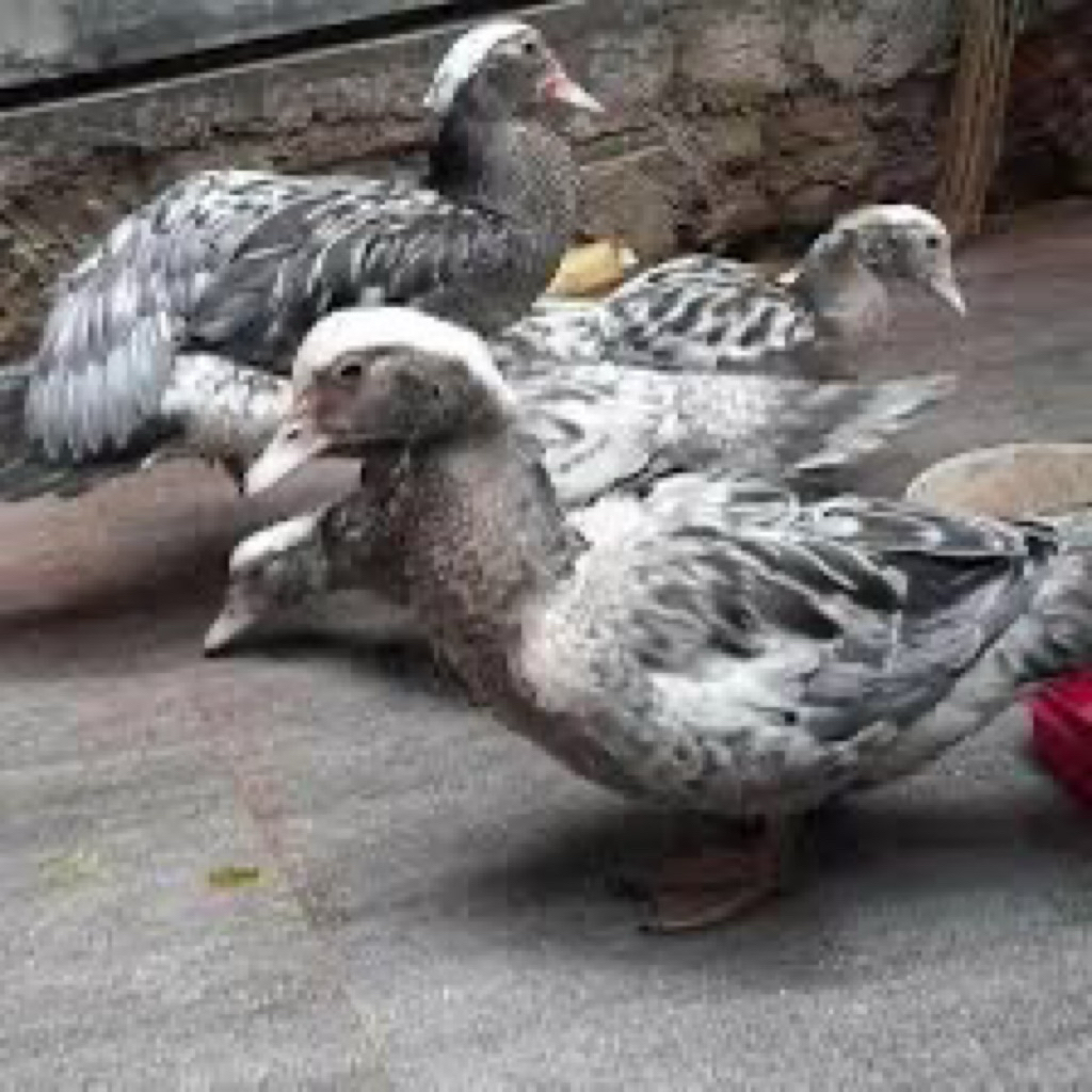 TELUR FERTIL MENTOK RAMBON JUMBO UNTK DITETASKAN