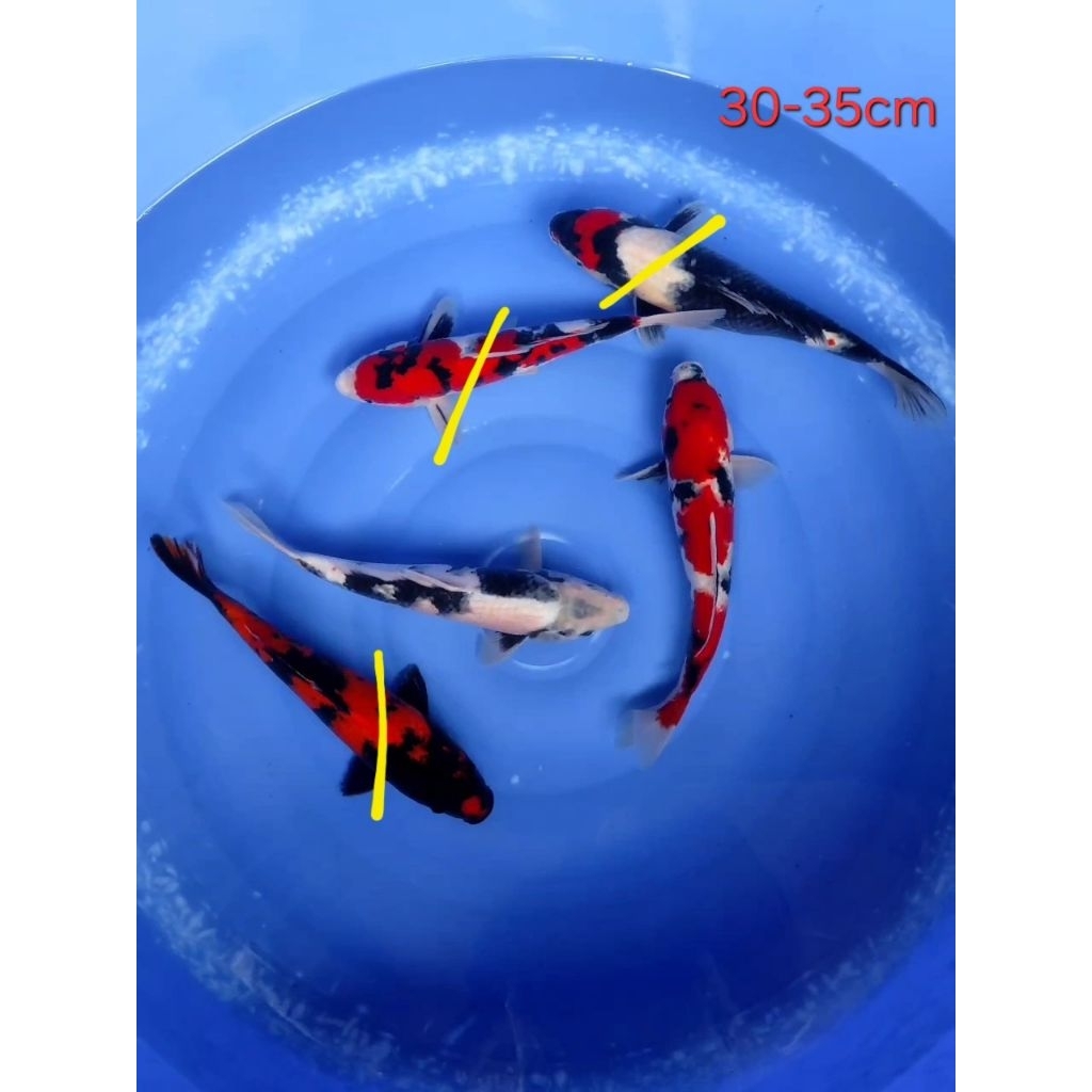 Ikan Koi Blitar Showa Sanshoku size 30-33cm (satuan)
