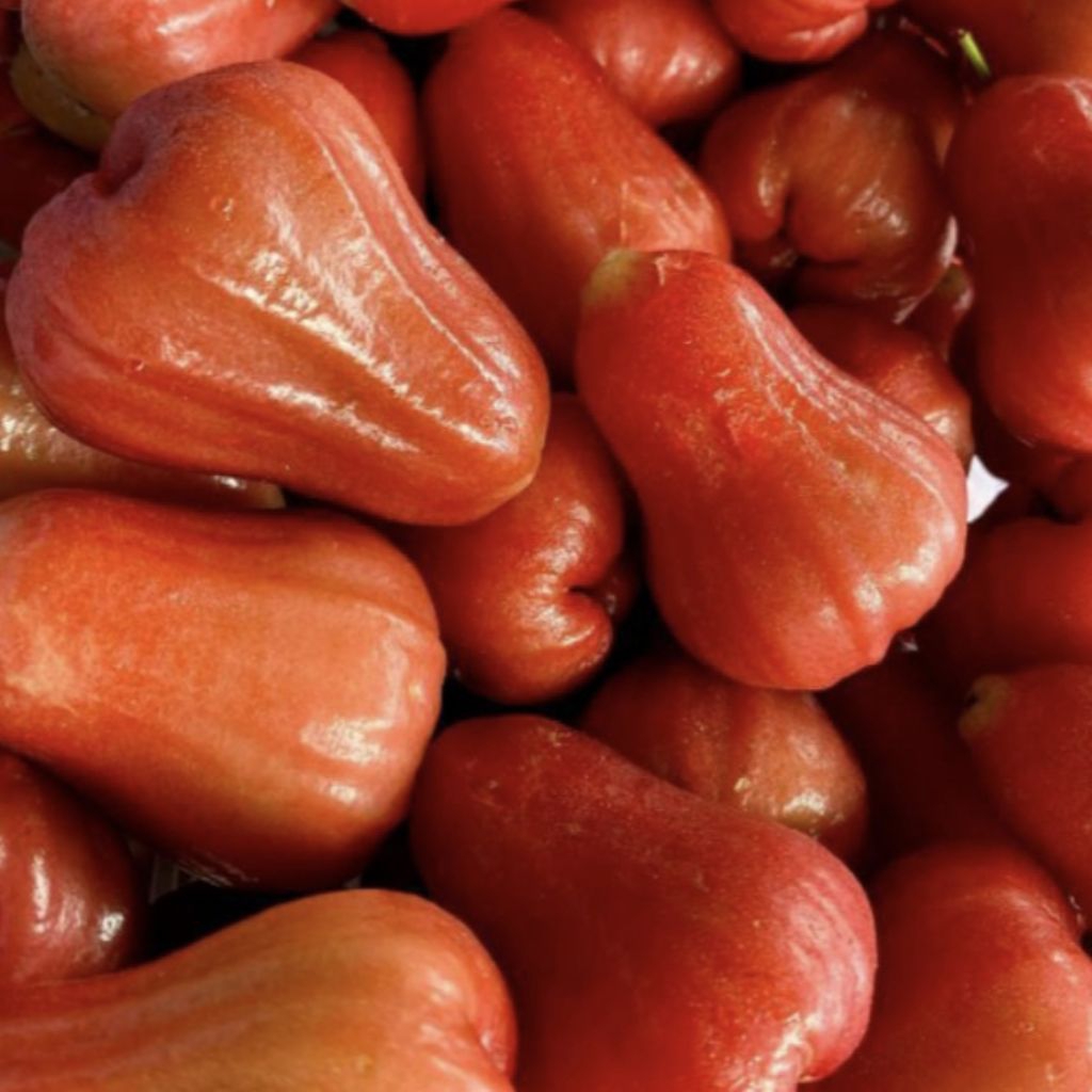 

BUAH JAMBU MERAH CITRA MANIS 1KG ASLI DEMAK / BUAH JAMBU AIR CITRA DEMAK FRESH