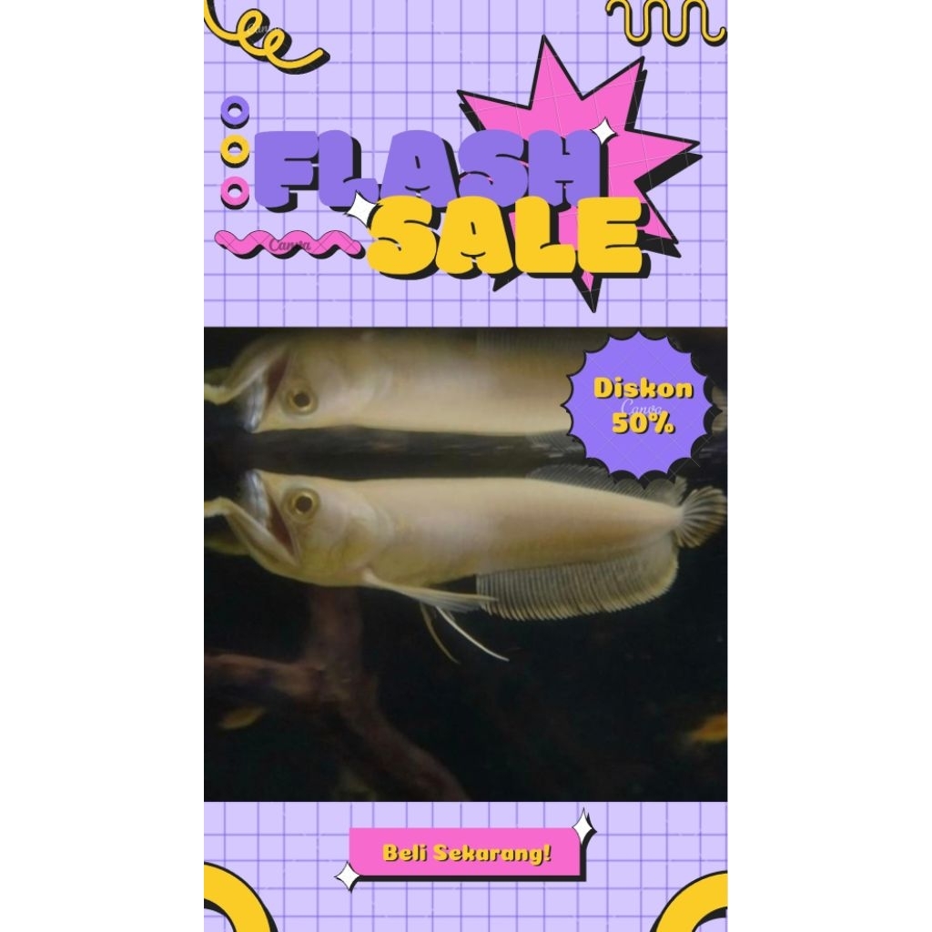 Arowana Silver Albino 10-12 CM #PromoSpecial