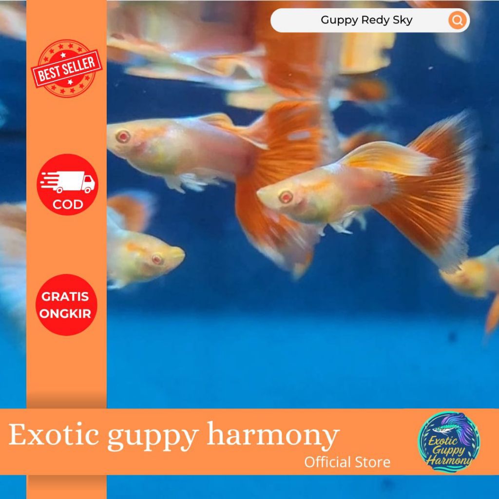 diskon guppy sky red