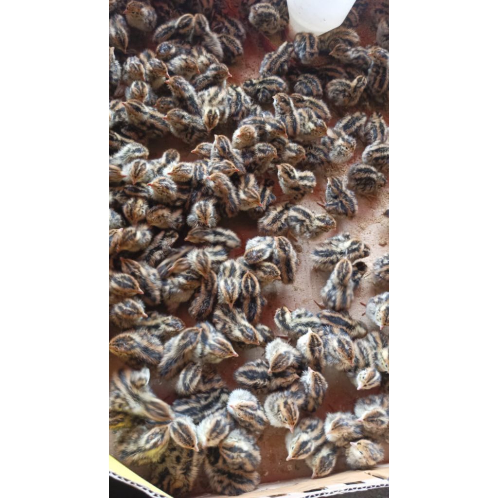 [PROMO ] (Pesan 20 Free 5 )Doq Puyuh Pakan Reptil Owll -  Puyuh Kecil - Puyuh Hidup - Bibit Puyuh