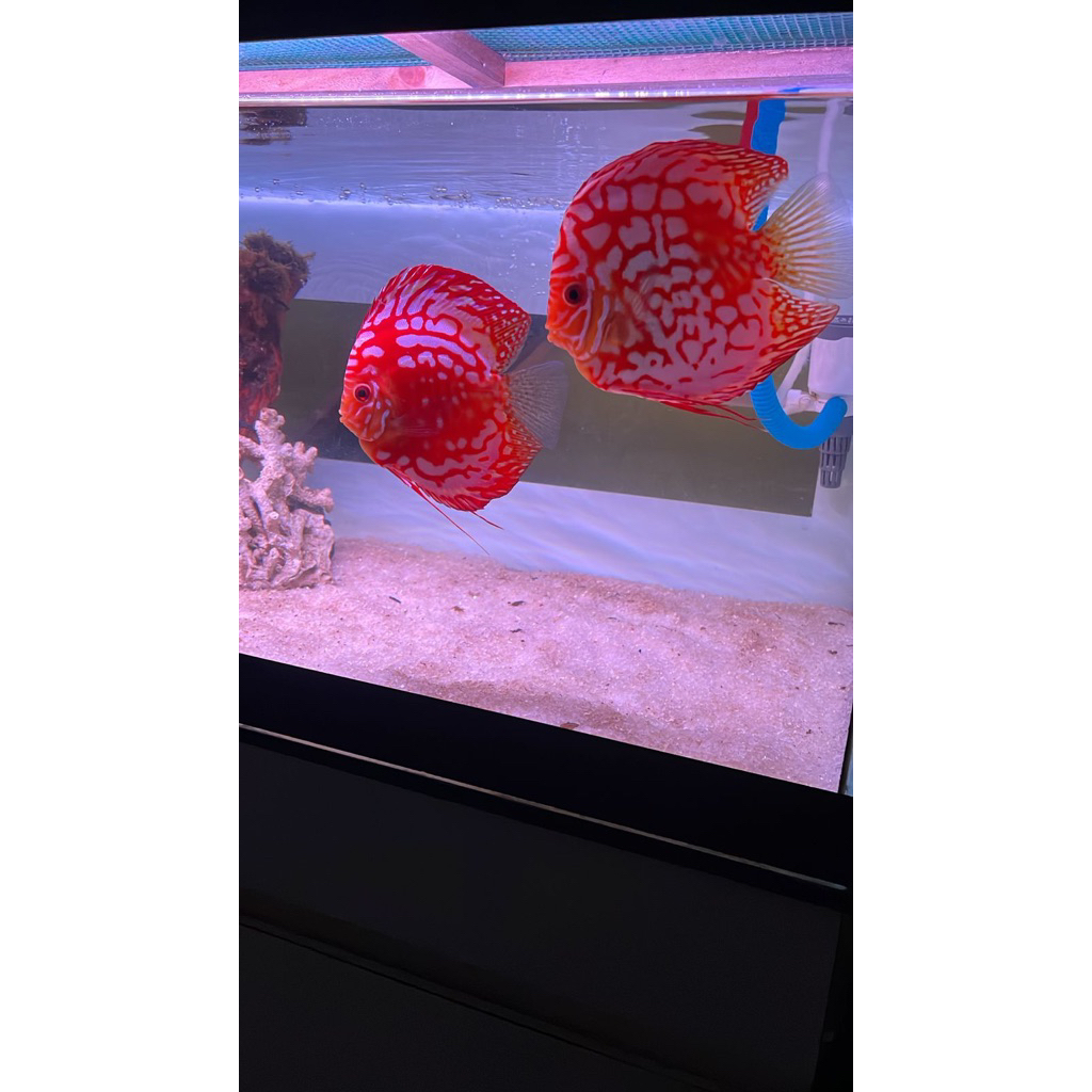 indukan ikan hias discus sepasang