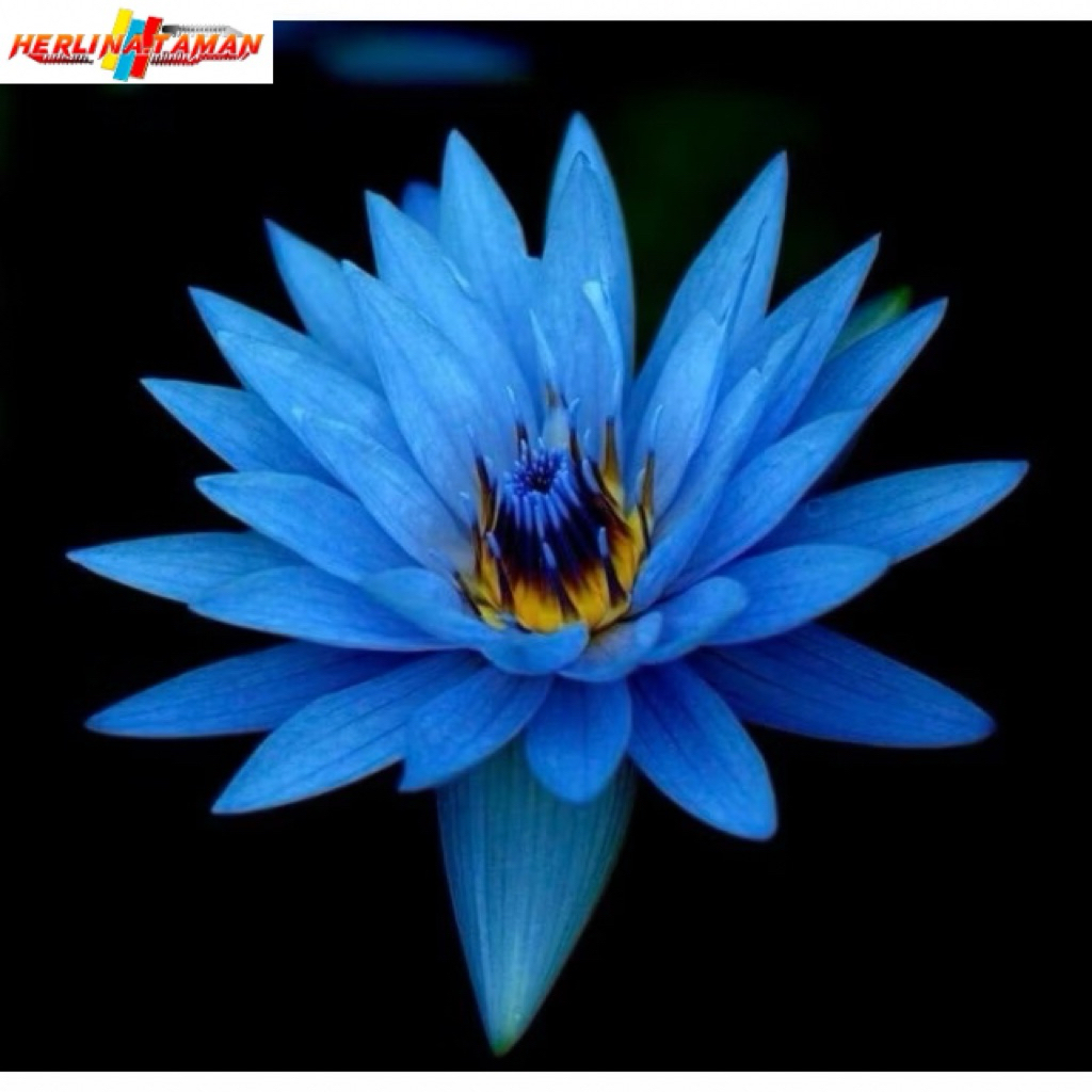 Tanaman Hias Wijaya Kusama Blue Biru - Bunga Hias Wijaya Kusuma - Wijaya Kusuma Bunga Gantung