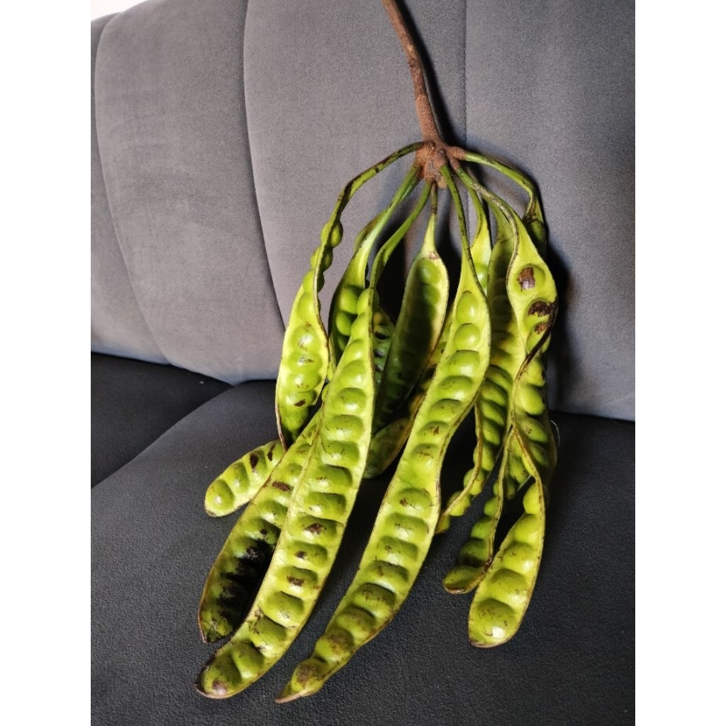 

PETE SUPER ISI 10 PAPAN