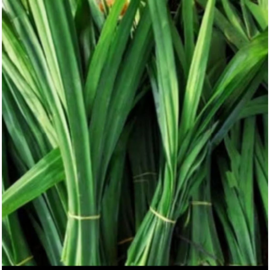 

DAUN PANDAN ASLI WANGI SEGAR 1 IKAT