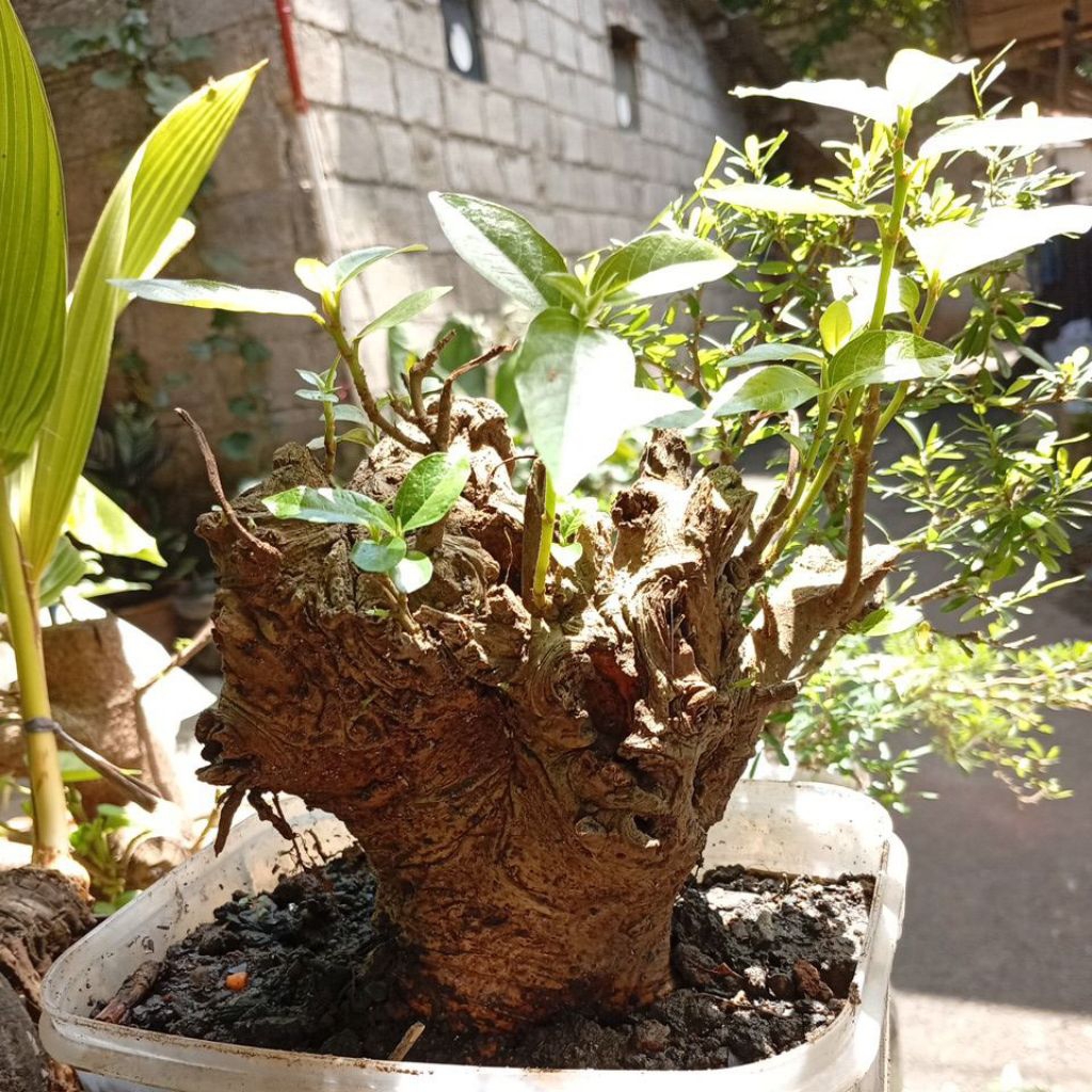 bahan bonsai lowa/elo bonggol besar dongkelan