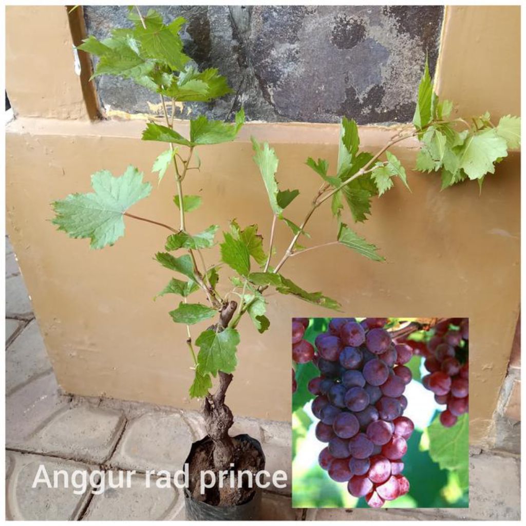 

Bibit anggur red princess beli (2) bonus 1