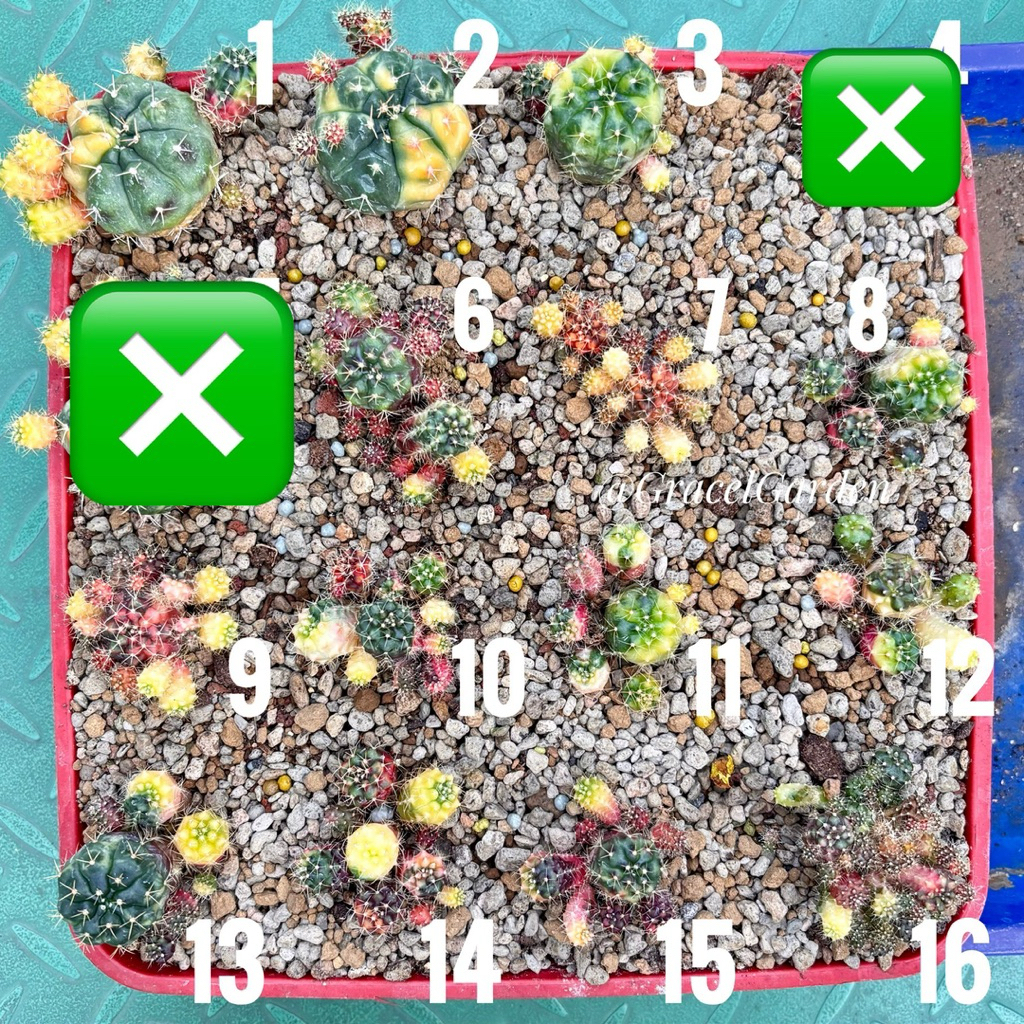 Kaktus Var Termurah Gymno Damsii Variegata Cluster Ownroot