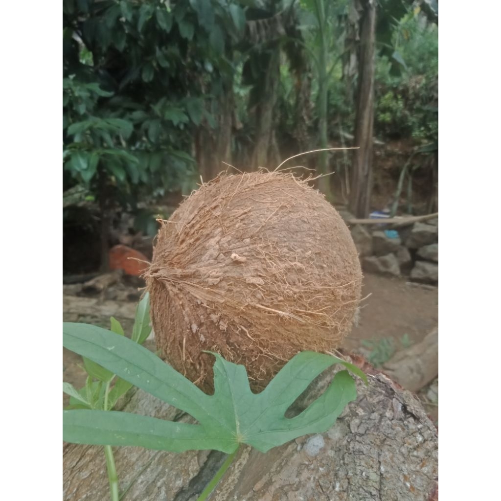 

kelapa tua sudah di kupas kulit luarnya dan masih ada batoknya isinya tebal dan segar