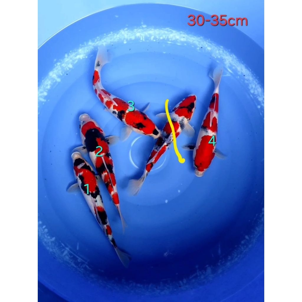 Ikan Koi Blitar Showa Sanshoku Size 30-35cm (satuan)