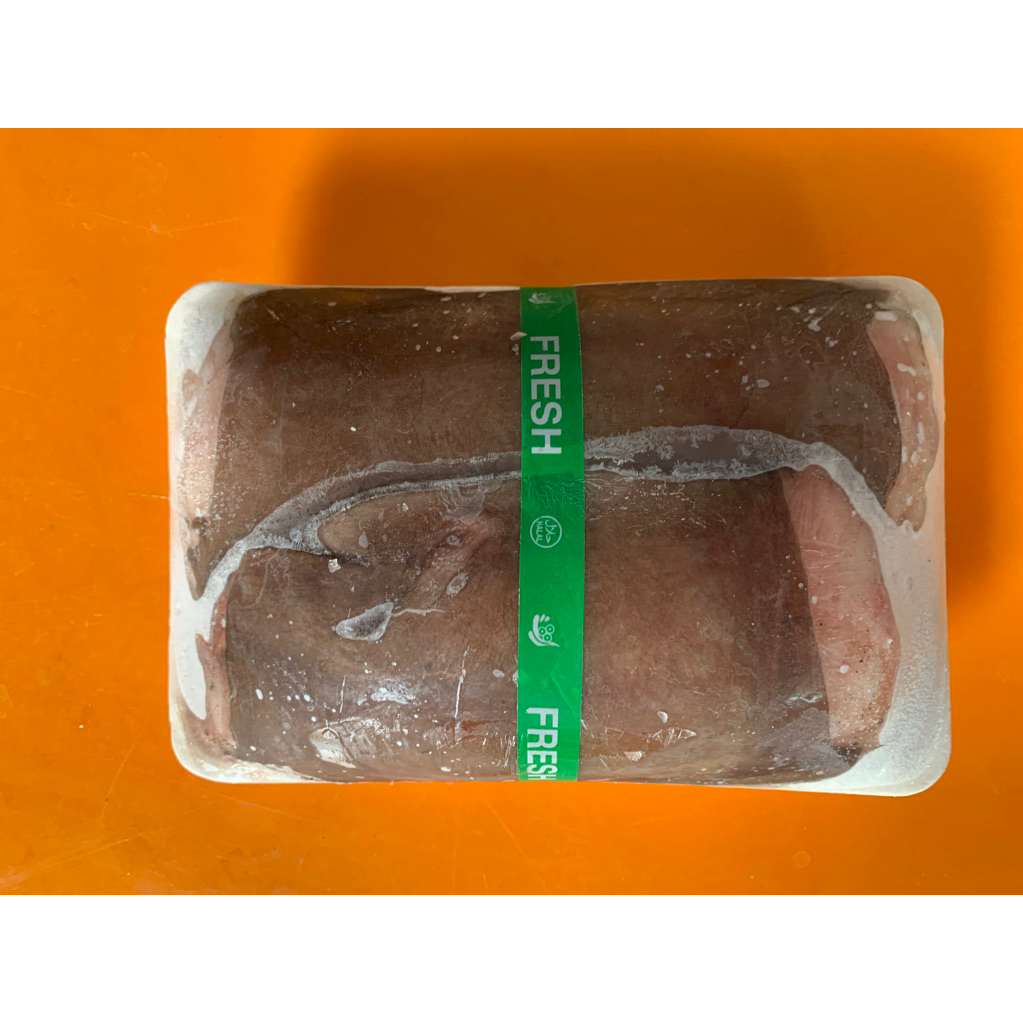 

belut moray belut laut morai