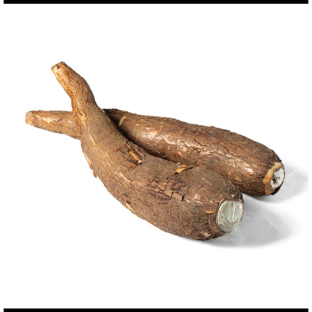 

Ubi singkong fresh 1 kg langsung panen dari kebun