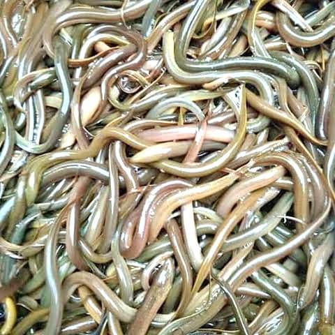 Belut Kecil-Kecil Hidup