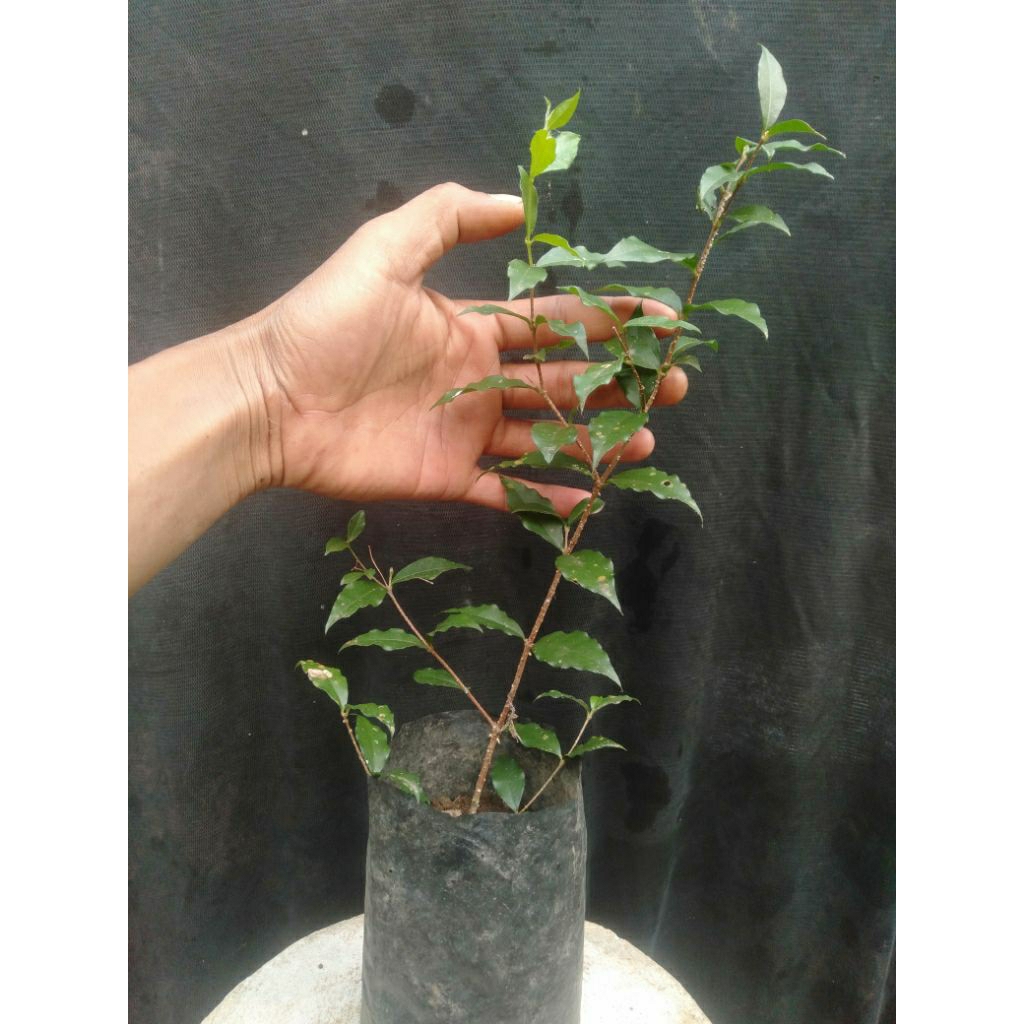 Bibit Bonsai / Tanaman Hias Bunga Sakura