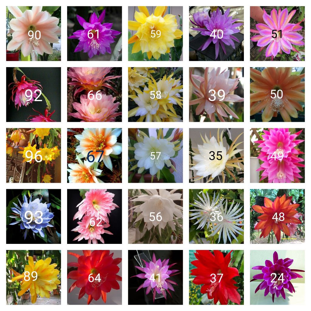 Tanaman hias gantung Wijaya Kusuma paket 25 macam jenis bunga