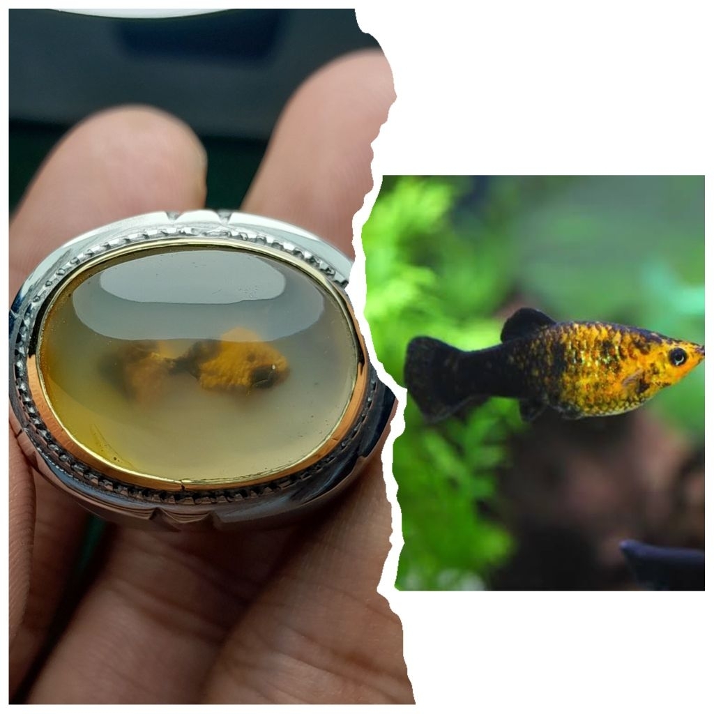 NATURAL AKIK MOTIP GAMBAR IKAN GUBBY LANGKA SUPER LANGKA