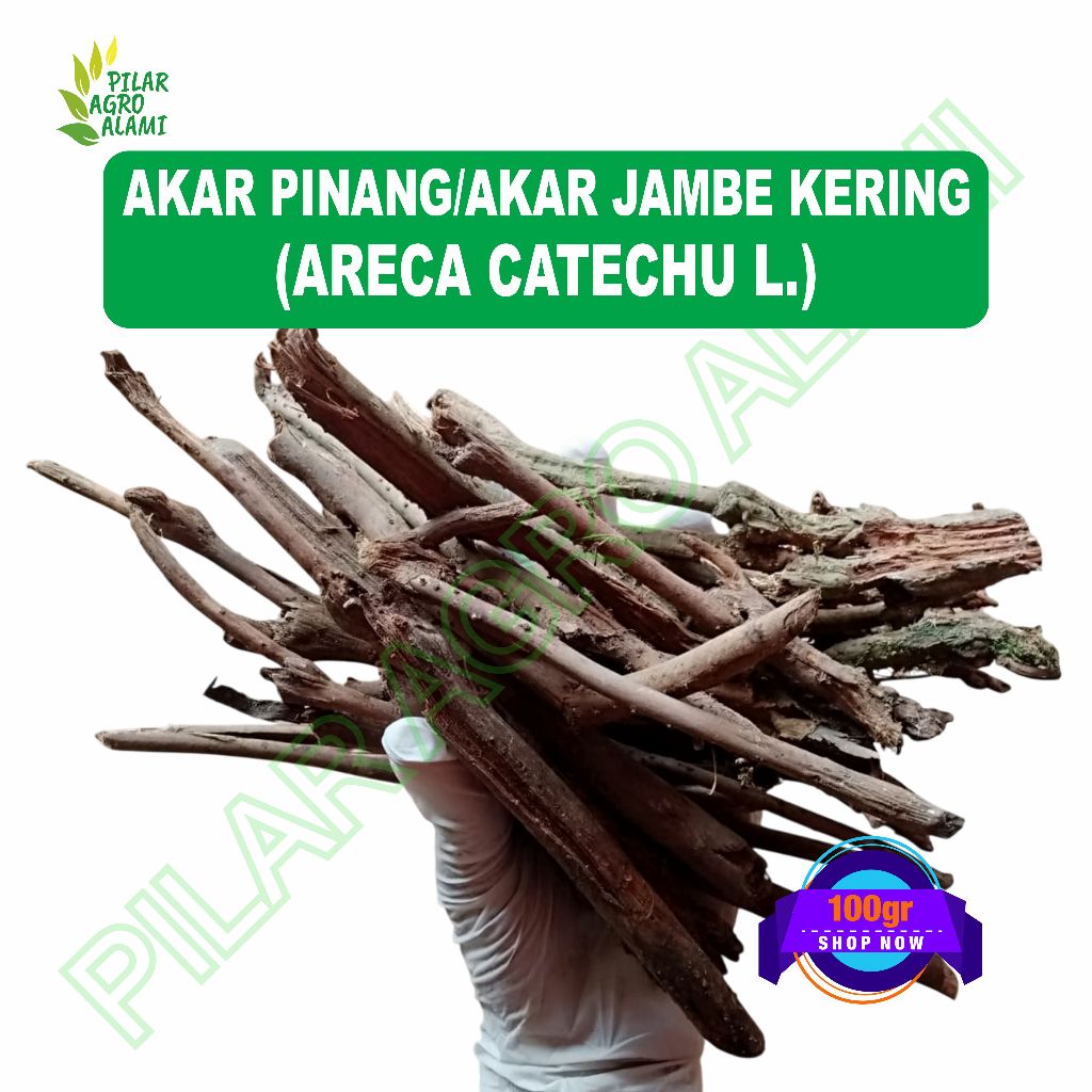 

Akar pinang/jambe kering 100gr untuk jamu kesehatan