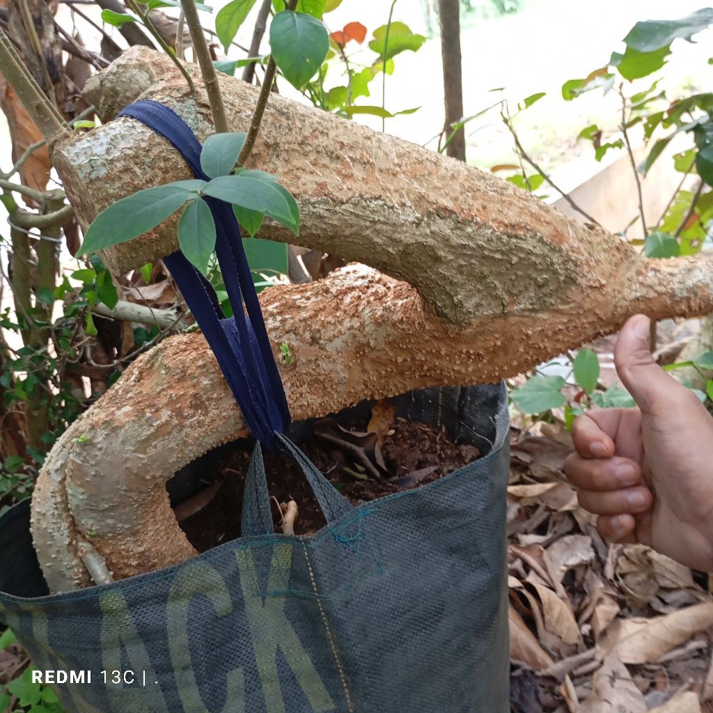 BONSAI MENTAOS SUPER