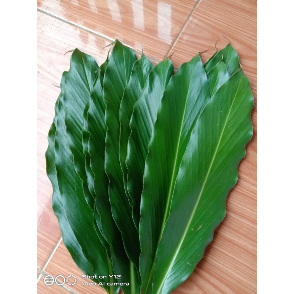 

Daun Kapulaga Segar / Daun Kapol 25 Lembar