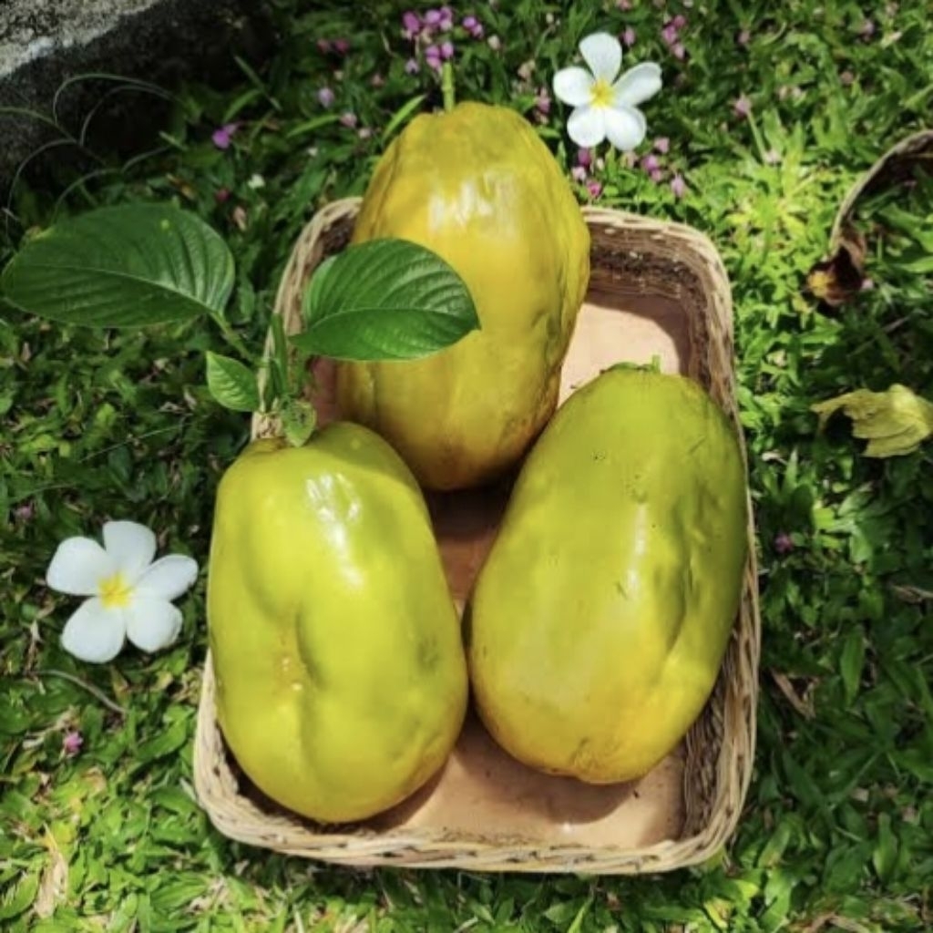 

Markisa Jumbo Matang Segar - Markusa Manis Per Buah