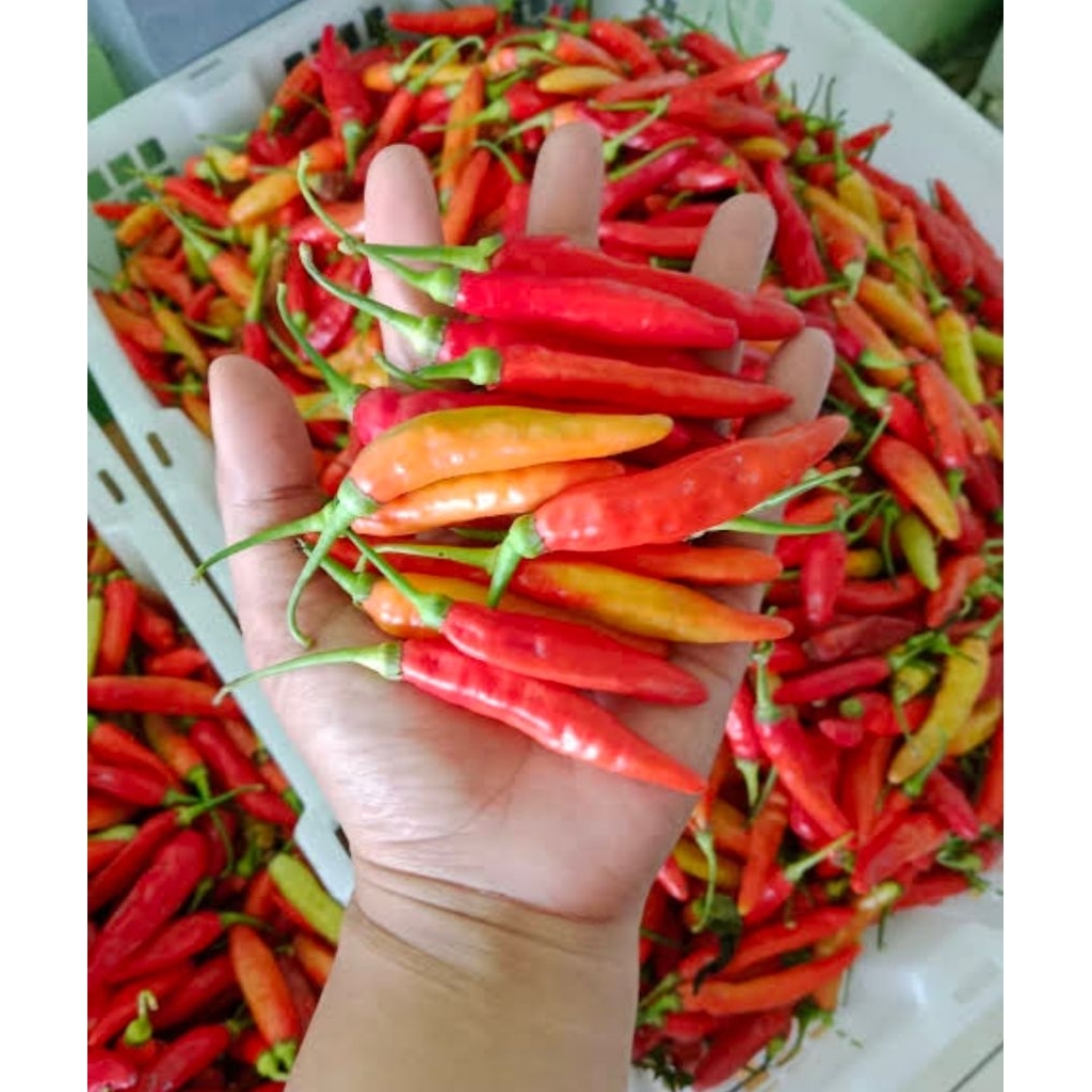 

lombok/Cabe rawit Asmoro, kualitas dijamin, rasa pedas, gred A berat 1kg