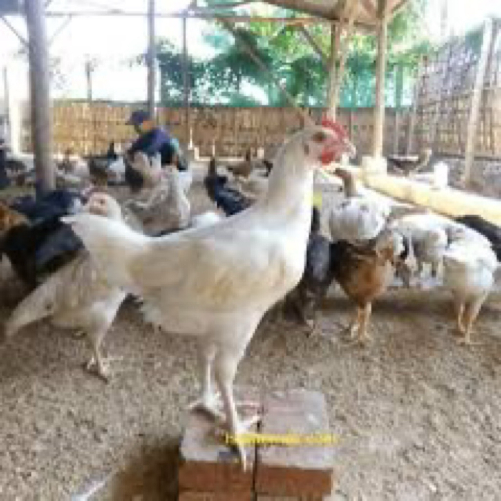 TELUR FERTIL AYAM JOPER UNTUK DITETASKAN